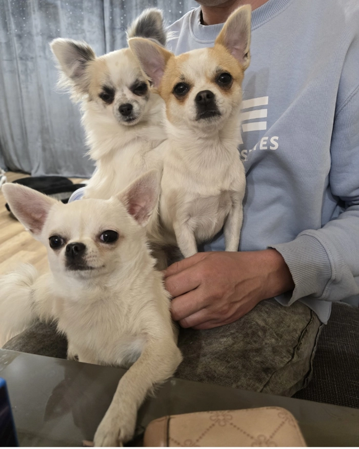 Trzy pieski rasy chihuahua na kolanach meżczyzny.