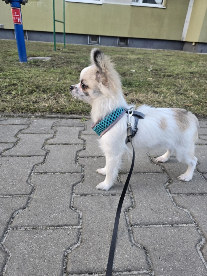 Młody piesek rasy chihuahua - widok od boku.