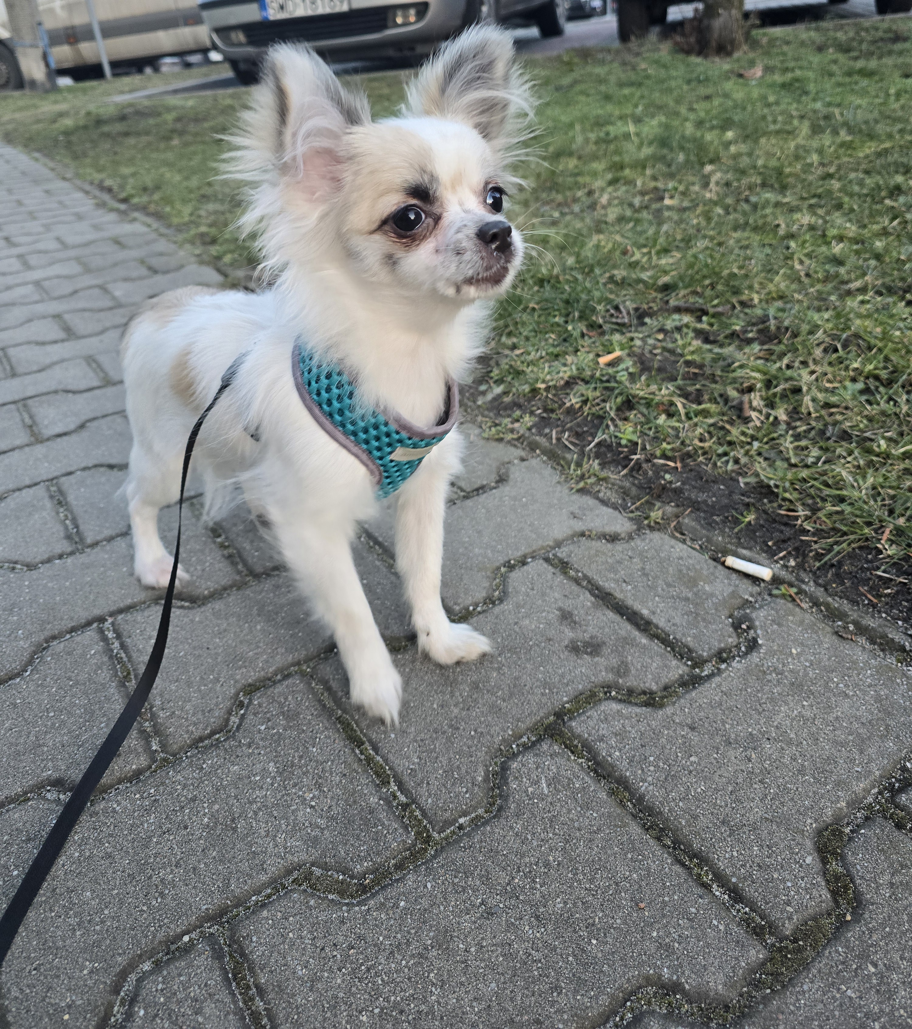 Młody piesek rasy chihuahua - widok z przodu.