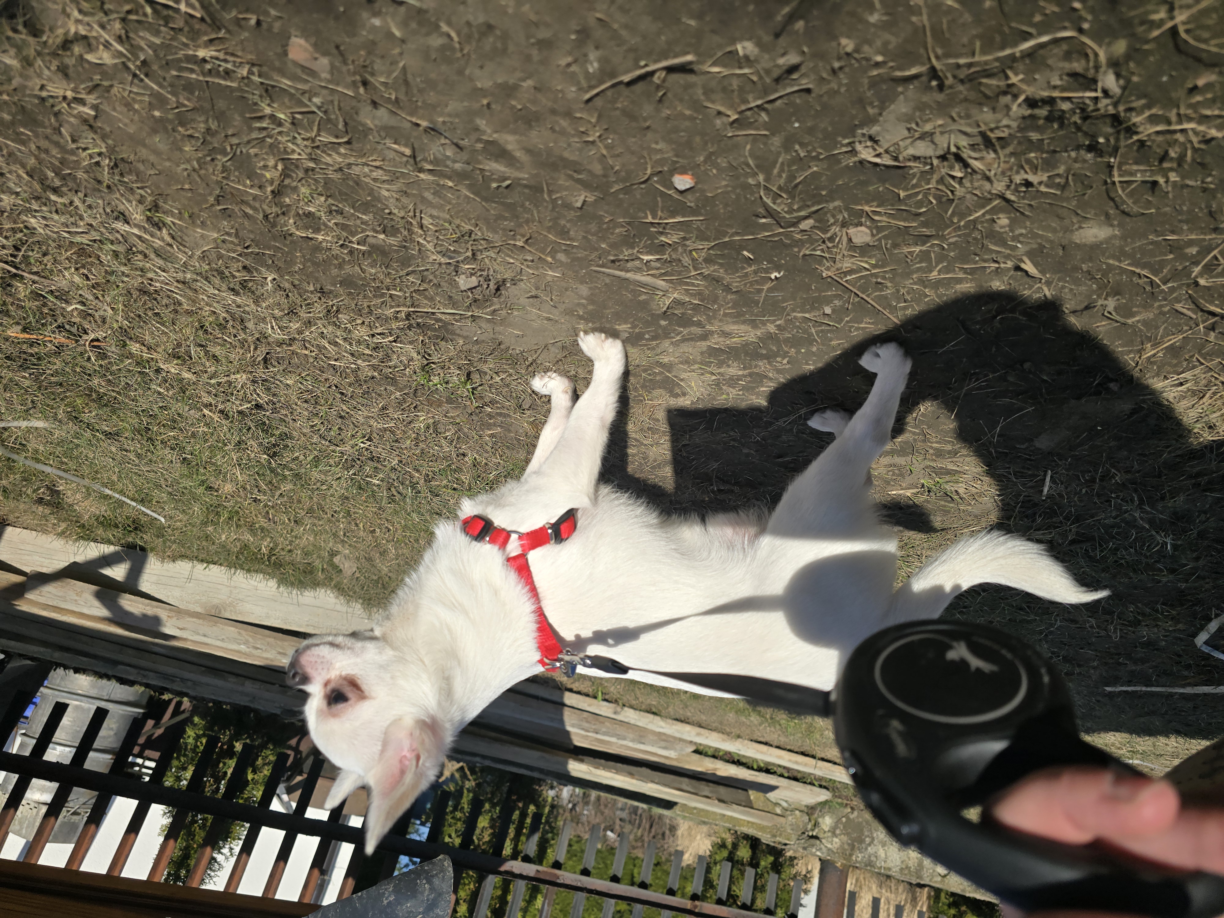 Piesek chihuahua na spacerze,