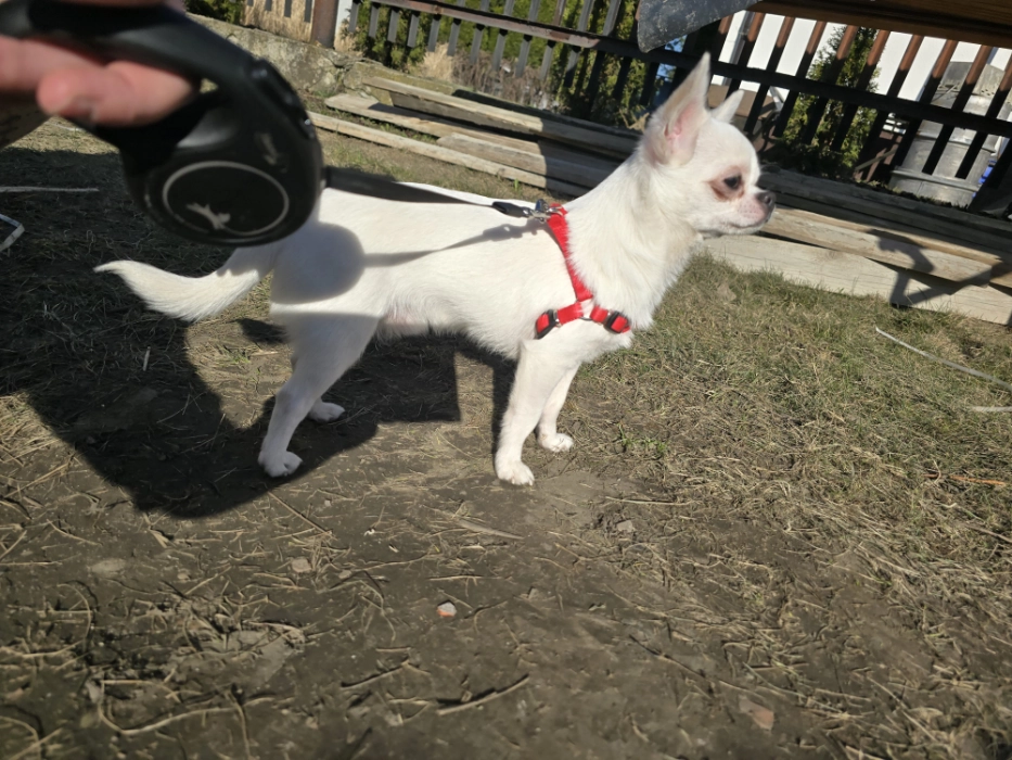 Piesek chihuahua na spacerze,