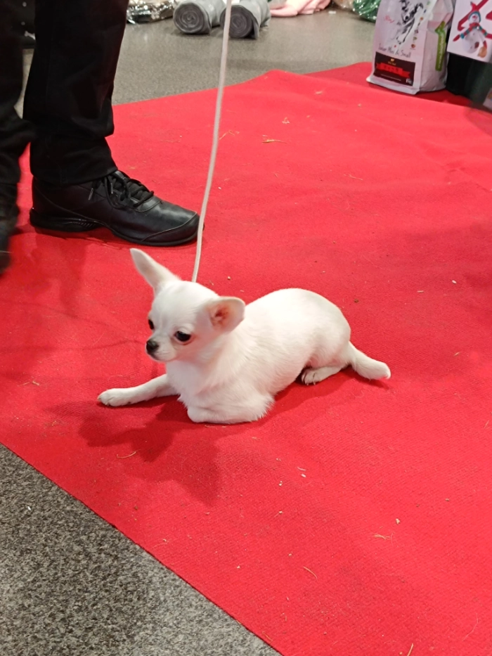 Piesek rasy chihuahua leżacy na czerwonym dywanie.