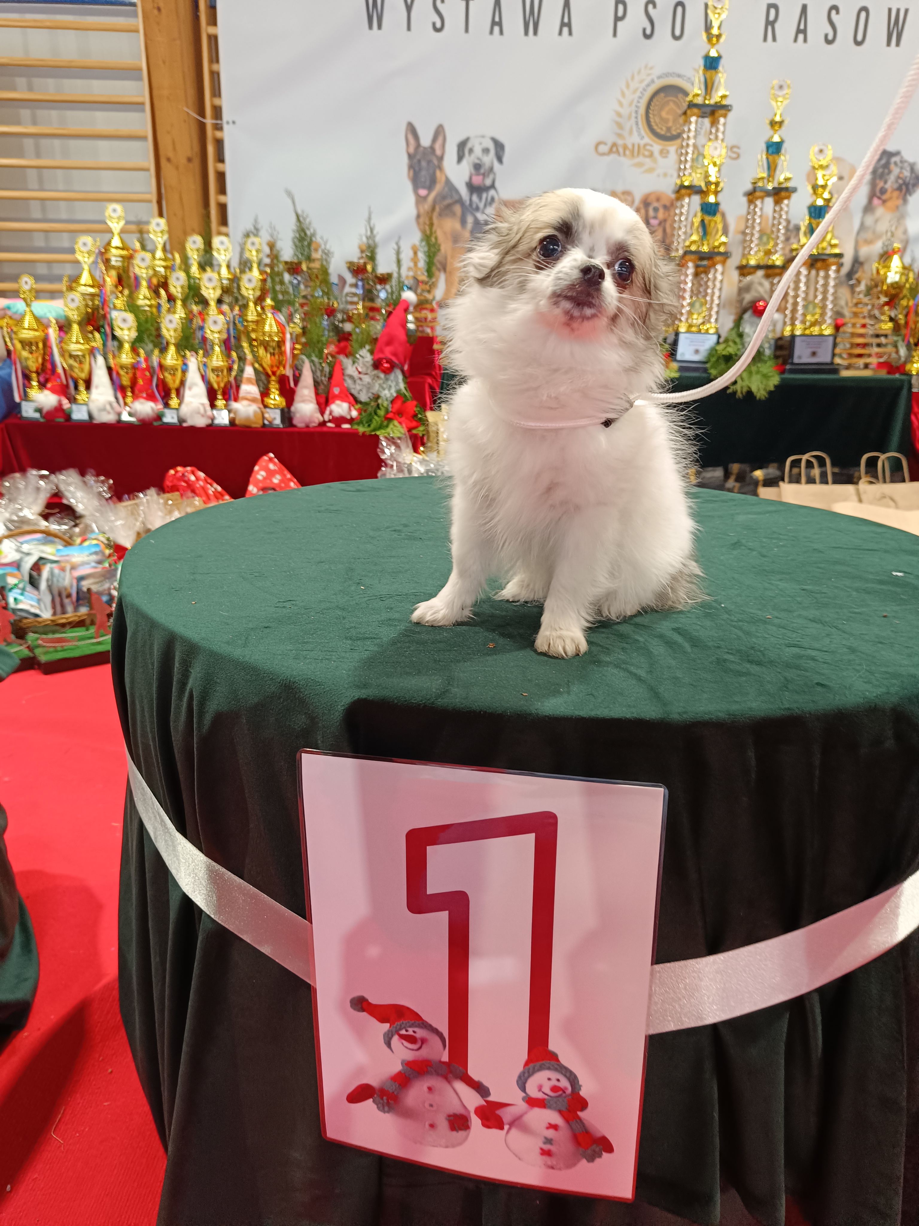 Szczeniaczek rasy chihuahua na pierwszym stopniu podium.