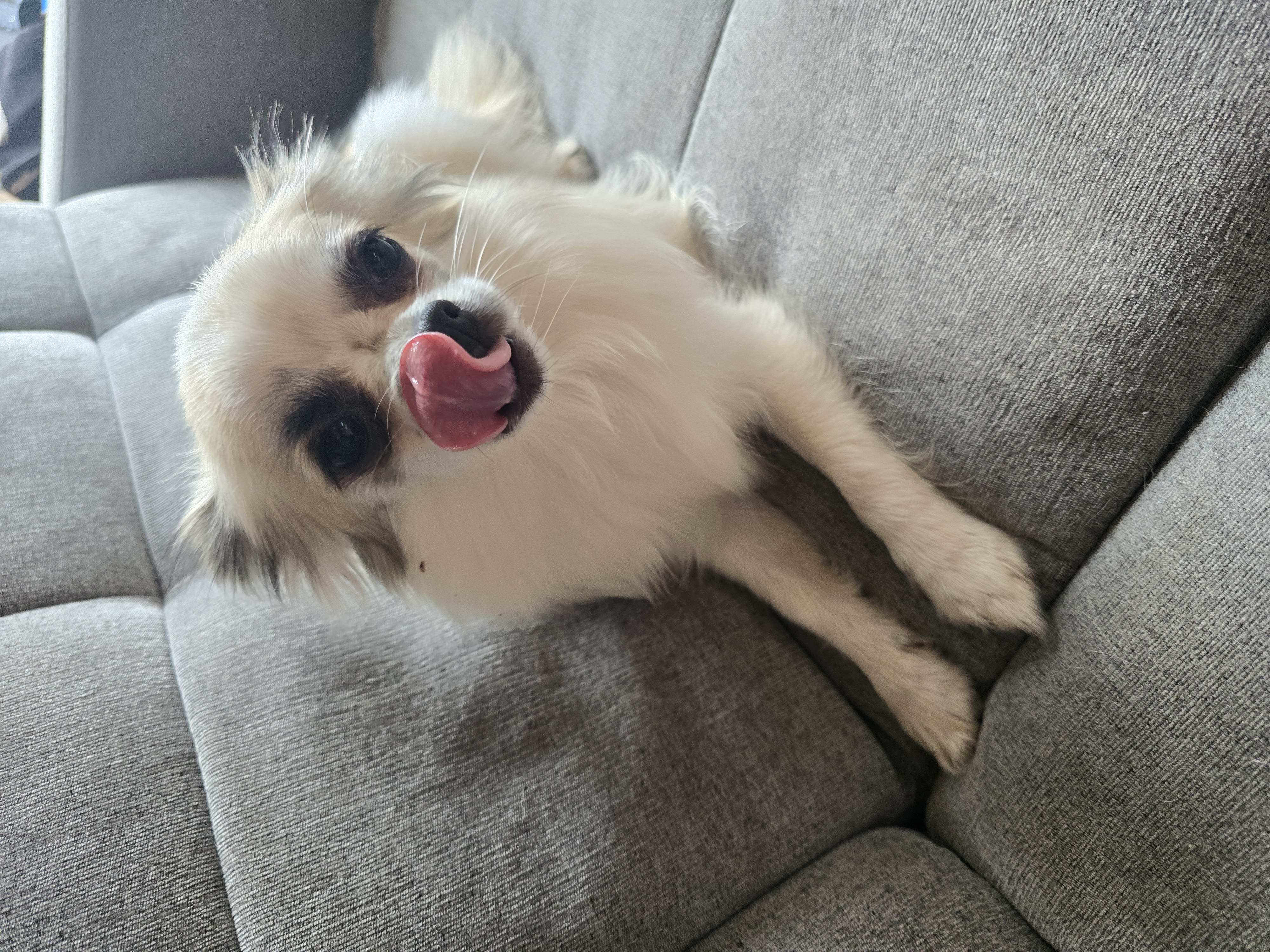 Piesek z czarną łatką na oku leżący na kanapie.