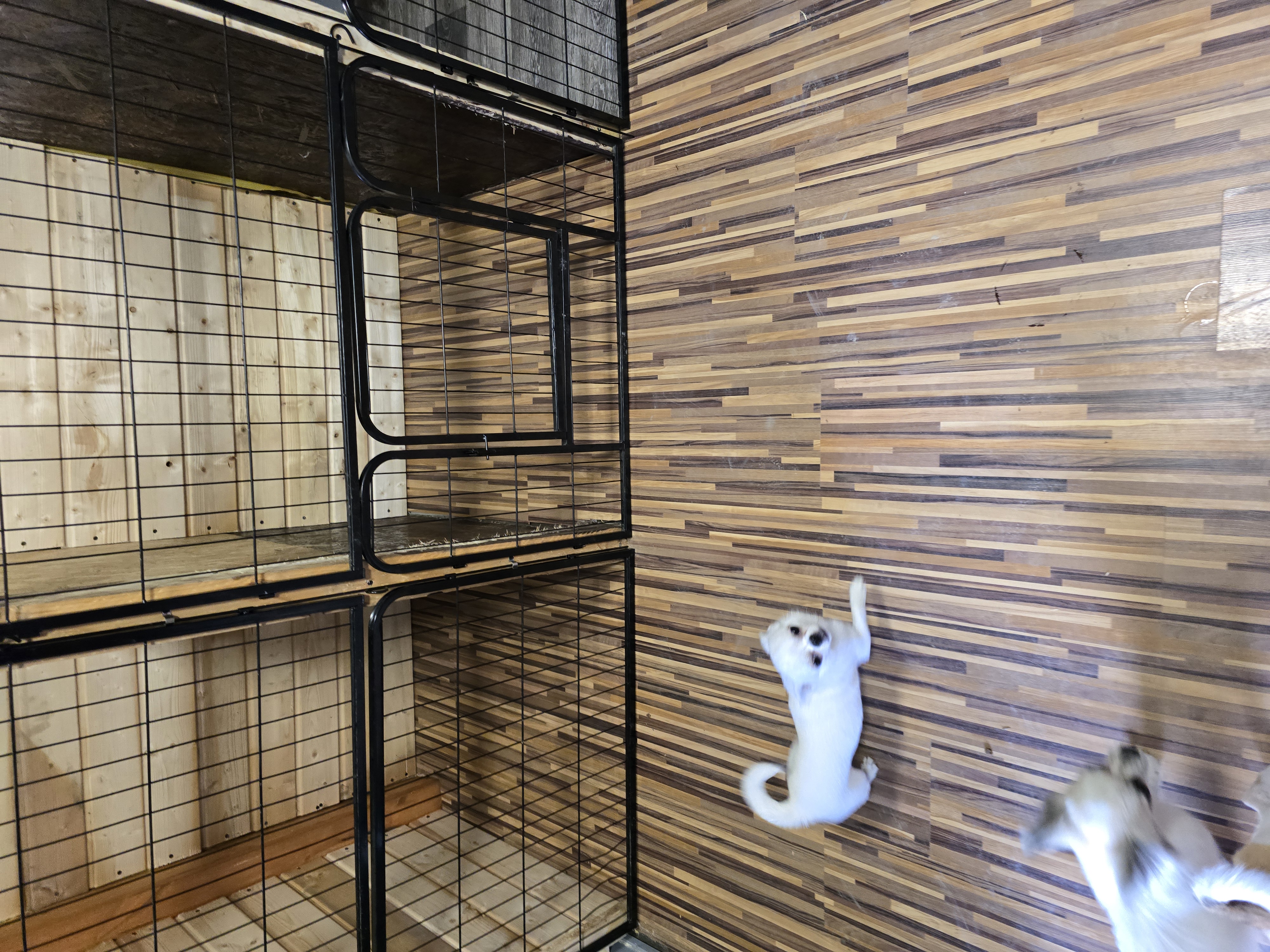 Boksy w hotelu dla zwierząt.