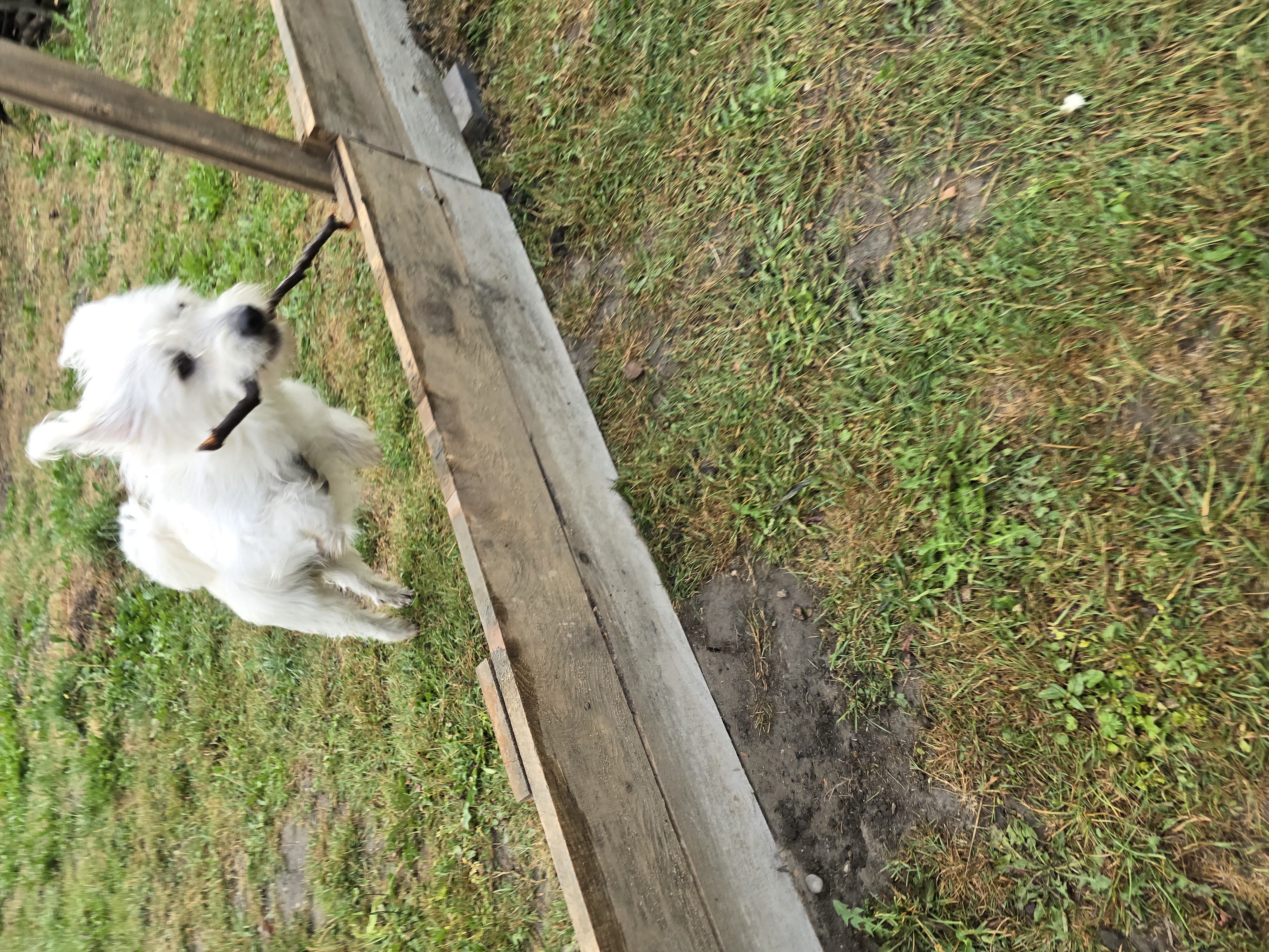 Pies przeskakujący przeszkodę.