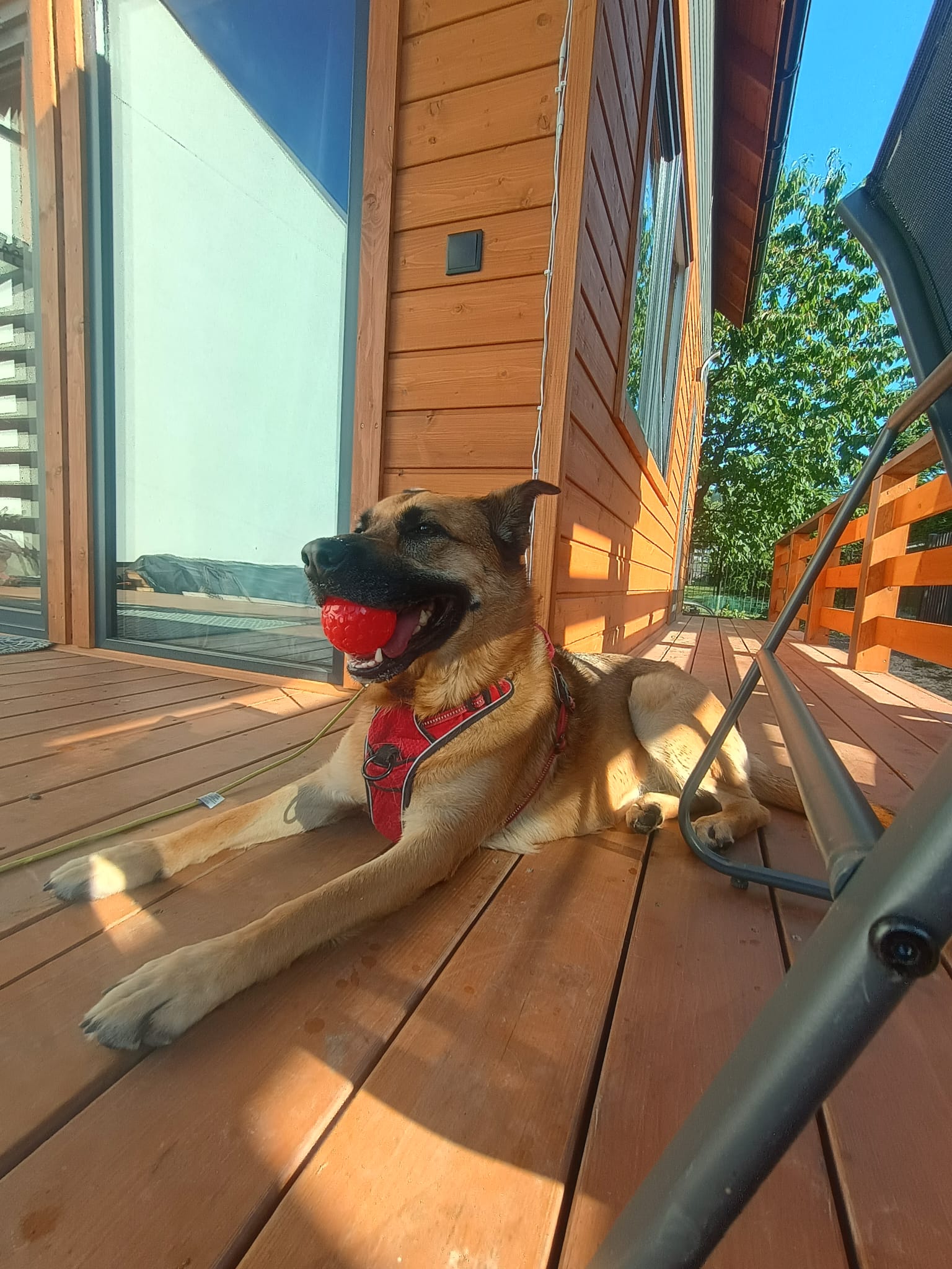 Pies z czerwoną piłką w pysku leżący na ganku domku.