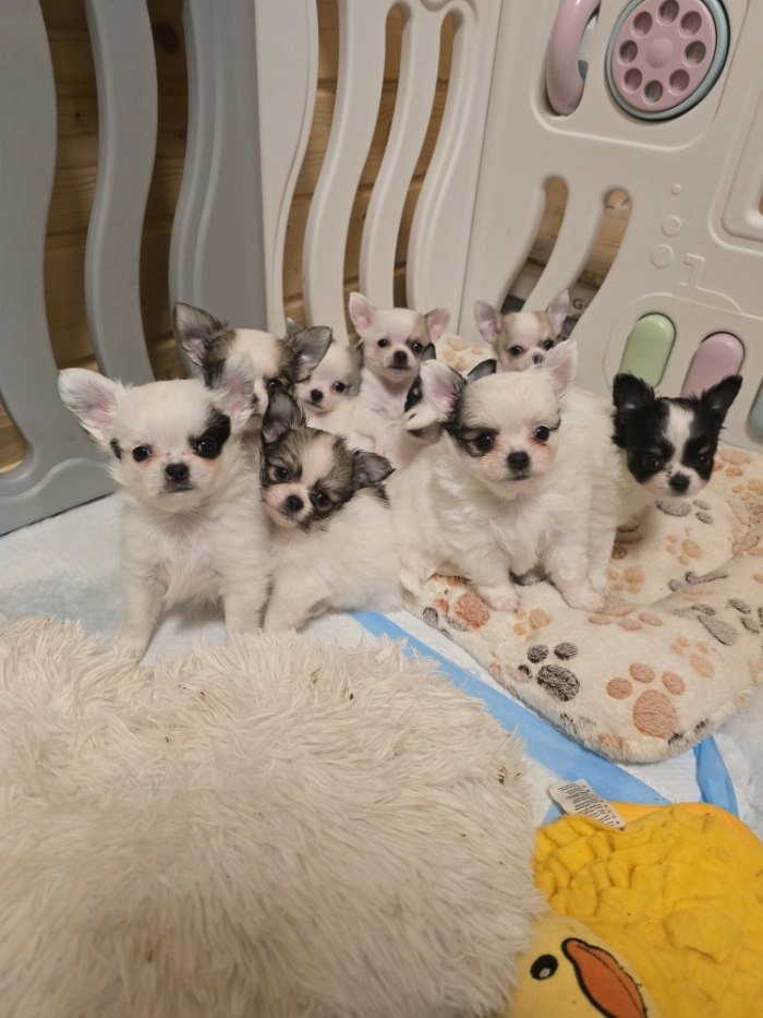 Szczeniaczki chihuahua.