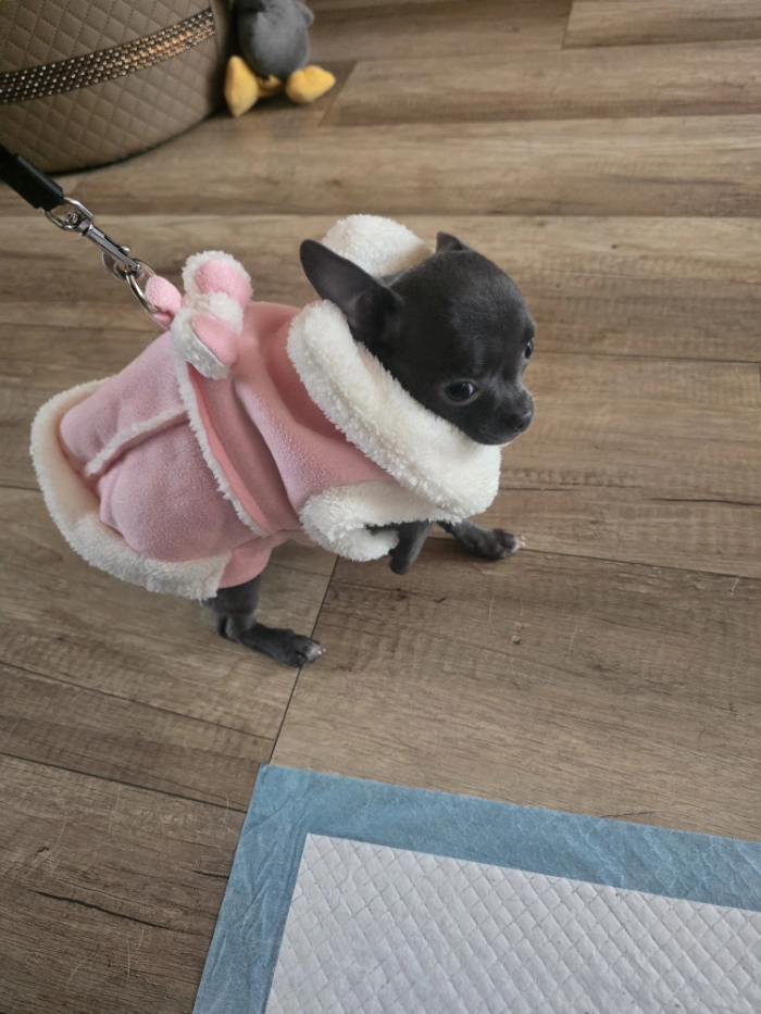 Szczeniaczek w stylowym, różowym ubranku.