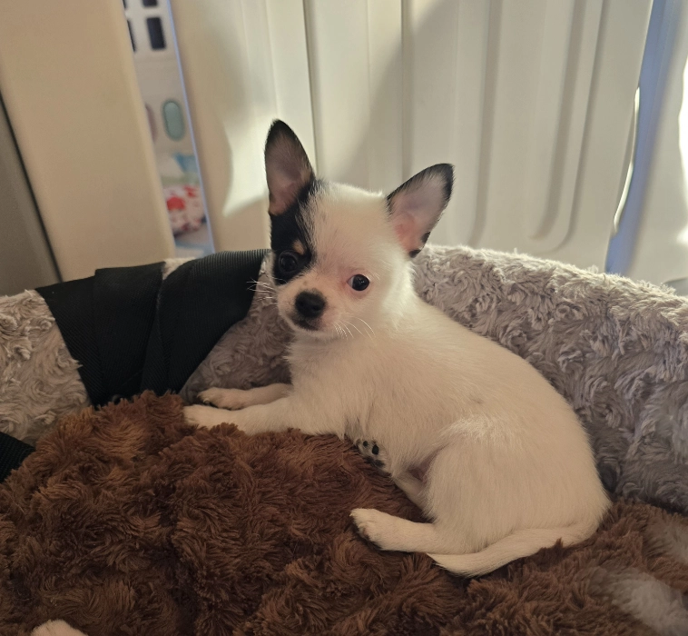 Śliczny biały szczeniaczek chihuahua z czarną łatką na oku.