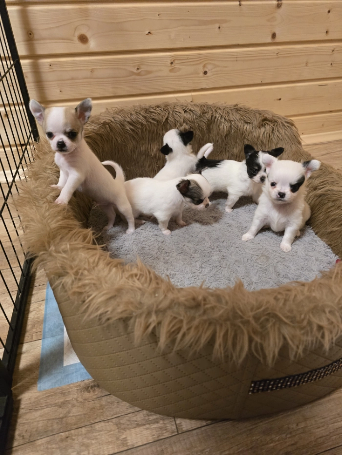 Bawiące się szczeniaczki.