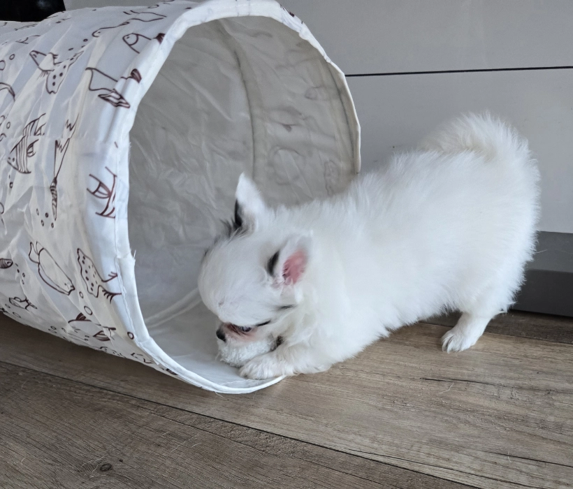 Bawiący się szczeniaczek chihuahua.