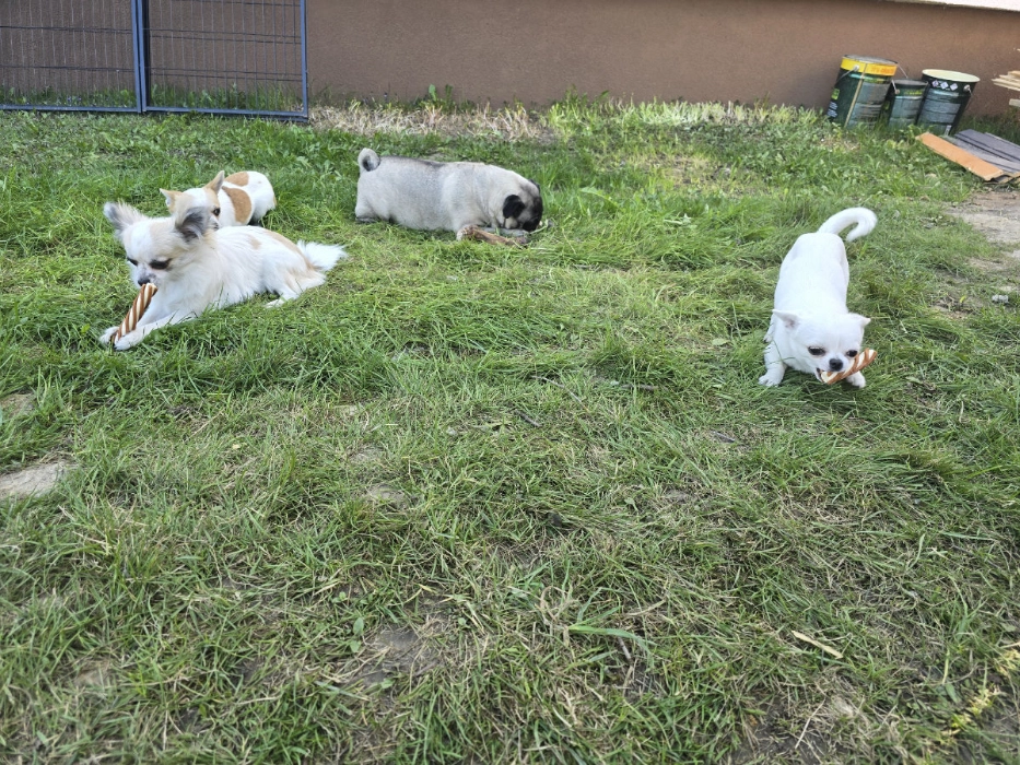 Bawiące się psy na terenie hotelu.